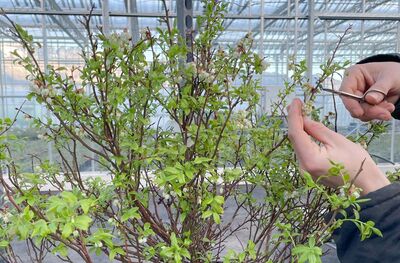 Entmännigte Heidelbeeren, verwurzelte Himbeeren und gemixte Honigbeeren – ein aktueller Einblick in die Züchtung bei Lubera