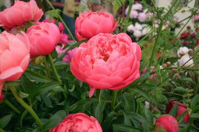 Pfingstrosen - alles über Pflanzung, Pflege und Vermehrung von Paeonia
