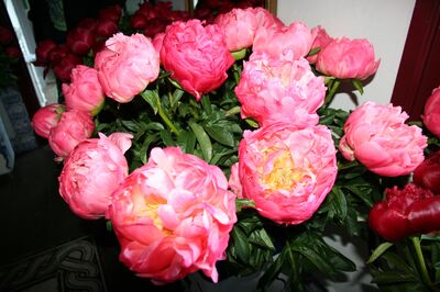Pfingstrosen im Topf: Profi-Wissen und Paeonia-Sorten-Tipps