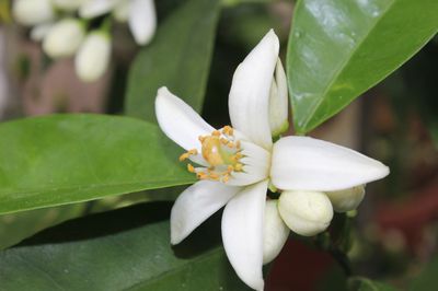 Quand et où apparaissent les fleurs d'agrumes? – la culture au nord des Alpes